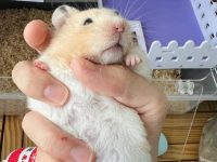 Where is the best place to keep pet hamsters?