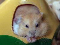 How to bathe a pet hamster?