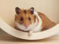 Which hamster makes the best pet?