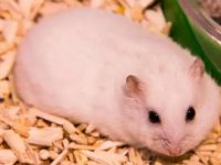 Which hamster is the prettiest?