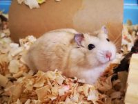 Which hamster is the cutest?