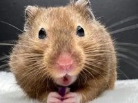 What do Syrian hamsters eat?
