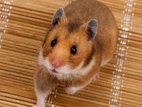 How long do Syrian hamsters live?