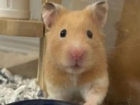 Do Syrian hamsters hibernate?