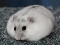 The difference between hamster hibernation and death