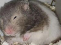 What should I do if my hamster hibernates?