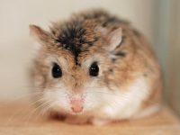How long does it usually take for a hamster to wake up from hibernation?