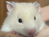 What to do if your hamster suffers heatstroke?