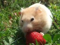 Hamster heatstroke symptoms