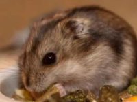 Can a hamster survive heat stroke?