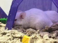 How to deal with hamsters pretending to be dead