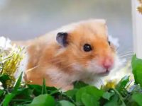 Hamster feeding temperature