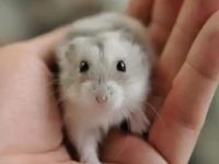 How long does it take for a hamster to recognize its owner?