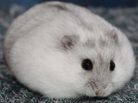 How long does it take for a hamster to have babies?