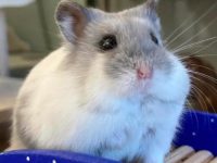 Why do hamsters lose hair?