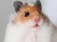 Do hamsters hibernate in winter?