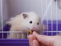 Signs before a hamster dies