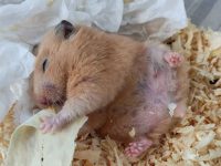 Causes of death of hamsters