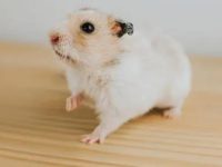 Hamster care methods and supplies