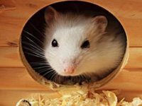 Hamster daily necessities