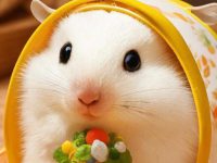 Prevention and treatment of common diseases in hamsters