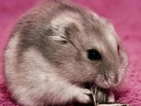 Signs before hamsters breed