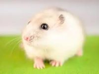 How to take care of a hamster after giving birth?