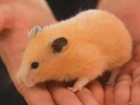 What do hamsters eat after giving birth?