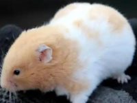 How many days after giving birth can a hamster clean its cage?