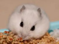 How to clean hamster poop