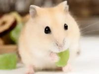 How to use hamster cleaning sand?