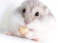 Food that hamsters like to eat