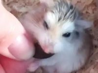 Do hamsters like to bask in the sun?