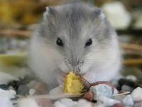 Sounds that hamsters like