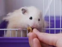 What do you need to prepare a hamster?