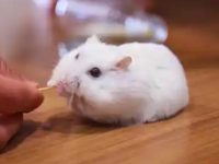 What beginners need to know about raising hamsters