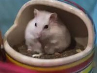 What are the dangers of raising hamsters to humans?