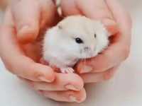 What infectious diseases should we pay attention to when raising hamsters?