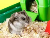 Do I need to vaccinate hamsters?