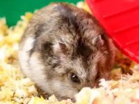 Do hamsters need water?