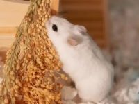 Do hamsters need teething sticks?