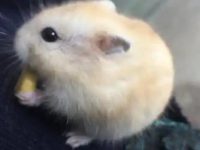 Do hamsters need deworming?