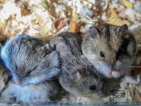 do hamsters need nails cut?