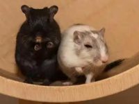 Do hamsters like hot or cold?