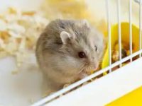 Where do hamsters like people to touch them?