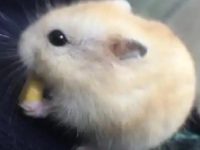 Do hamsters need deworming?