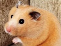 Do hamsters need to be fed every day?