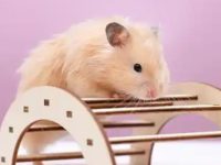 How much does a hamster eat every day?