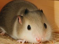 How long does a hamster sleep every day?