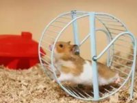 How long does a hamster need to run on its running wheel every day?